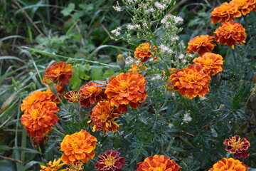 Vibrant Orange Marigolds in Full Bloom

