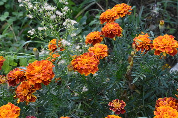 Vibrant Orange Marigolds in Full Bloom
