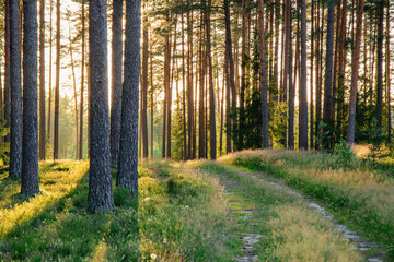 Obraz premium Sunlit forest road in June in summer evening light in Latvia