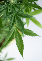 Cannabis leaves, green background, close up, marijuana