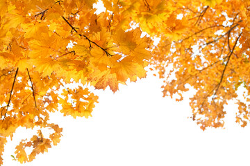 autumn nature background. maple trees with Autumnal bright yellow orange leaves on abstract white backdrop. symbol of Fall time. element for design. copy space