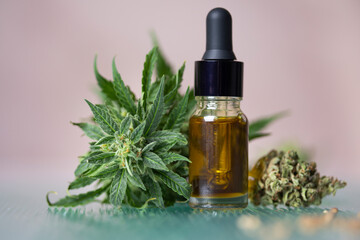 Marijuana, cbd concept, cannabis bud and weed