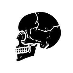 human skull, side view - vector icon	