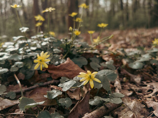 Yellow Lesser celandine flowers in spring on a green natural background
