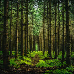 Obraz premium forest, tree in the forest