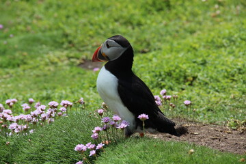 atlantic puffin on Saltee Islands, Ireland 