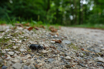 Black ground beetle wildlife close-up nature