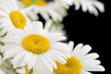 Camomile blooming wild white flowers on black background macro