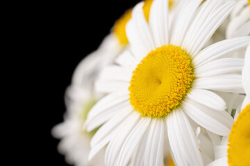 Camomile blooming wild white flowers on black dark background and place for text macro