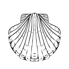 Vector Seashell. Hand drawn illustration of sea Shell on isolated background. Drawing of Scallop on outline style. Sketch of Cockleshell painted by black ink.