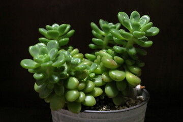 ぷにぷにしたグミのような緑の植物