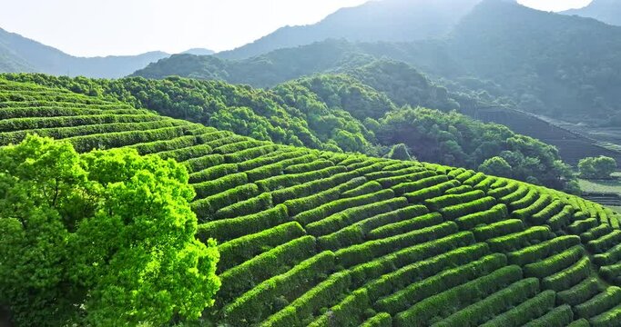 Aerial view of green tea plantation and forest nature landscape in Hangzhou, China. Beautiful mountain tea garden landscape in spring.