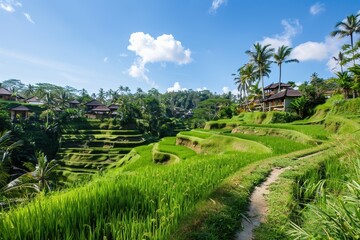 A lush terraced rice field in Ubud with vibrant green paddies and a clear blue sky
