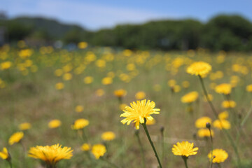 Fototapeta premium 青空に向かって咲くタンポポ