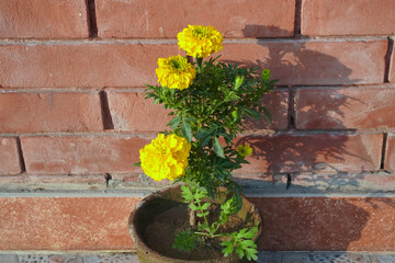 Yellow marigold flowers in a pot on a brick wall background. Tagetes Erecta three isolated bright yellow velvet flowers growing in a brown clay pot illuminated by the setting sun.