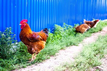 Vivid fence scene with chickens