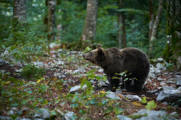 Brown bear is looking for food in a european forest. Image taken in autumn.