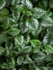 Abstract green foliage nature background