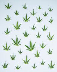 Cannabis ,marijuana isolated on white background