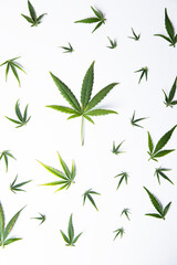 Naklejka premium Cannabis leaves with marijuana, cbd, Flat lay composition