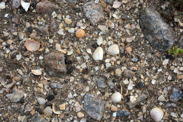 Earth, sandy soil with small shells of different sizes, gray and black stones.