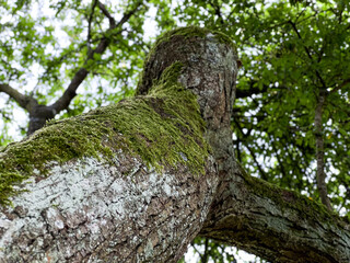 Fototapeta premium Close up of green moss growing on a tree bark, under view 