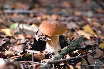 White mushroom in a clearing in a natural environment, autumn leaves, sun rays,  selective focus