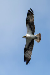 Fischadler im Flug (Pandion haliaetus)	