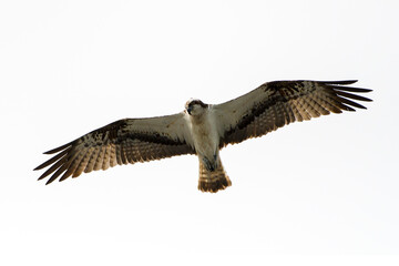 Fischadler im Flug (Pandion haliaetus)	