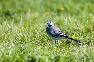Bachstelze an einem See in Schweden im Herbst	