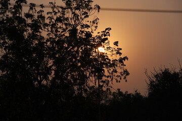 sunset in the forest