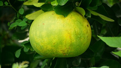 Green grapefruit on the tree