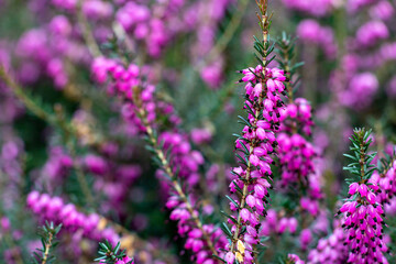 Vibrant Pink Heather Flowers in Full Bloom