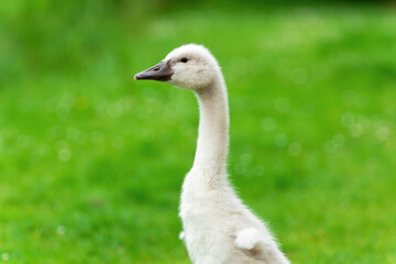 Side portrait of a mute swan (Cygnus olor) chick standing with its small wings spread