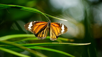 Close-up of butterfly Danaus genutia perched on a leaf