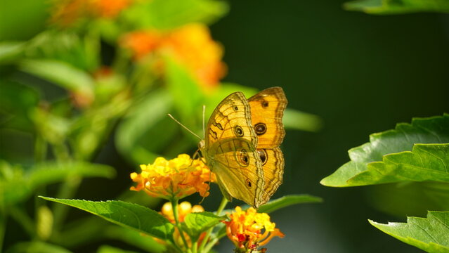 Close-up of Junonia almana butterfly
