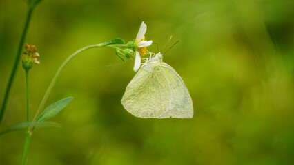 Close-up of white butterfly sucking nectar from flower
