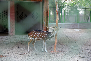 deer in the woods