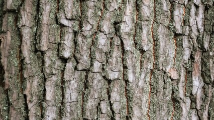 Obraz premium Closeup of tree bark