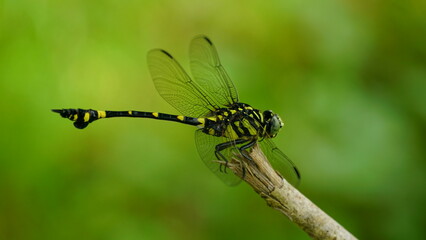 Anisoptera dragonfly perches on a tree branch