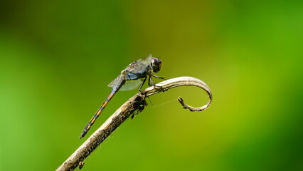 Close-up of dragonfly perched on a tree branch