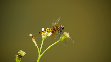 Close-up of dragonfly perched on a tree branch