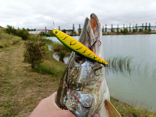 The head of a large pike close-up, with a bright wobbler in its mouth. fishing for predatory fish...