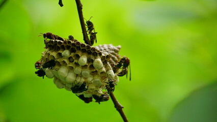 Close-up of beehive in the garden