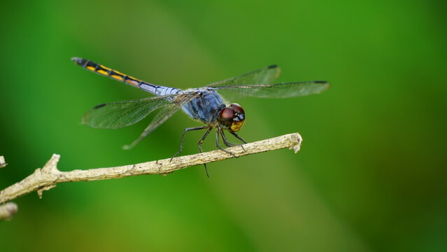 Close-up of dragonfly perched on a tree branch - Powered by Adobe