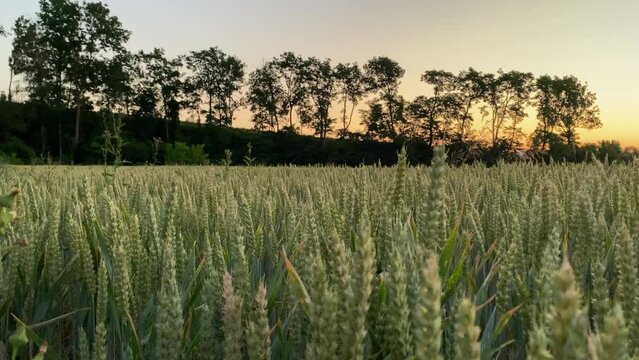 Campo de trigo verde al atardecer, las espigas se mueven lentamente con la brisa y el viento, El trigo que danza Camos ubicados en la Baja Austria centro Europa