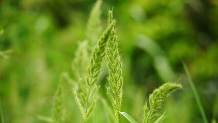 Close-up of wild flowers growing in a field