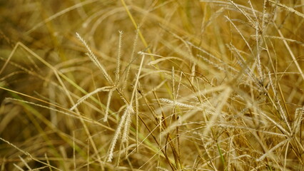 Yellow grass on agricultural fields