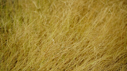 Yellow grass on agricultural fields