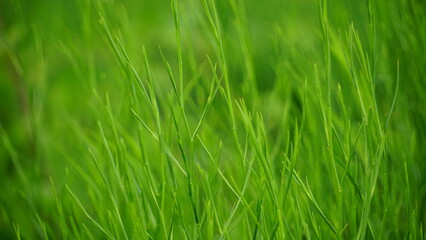 Wild green grass background